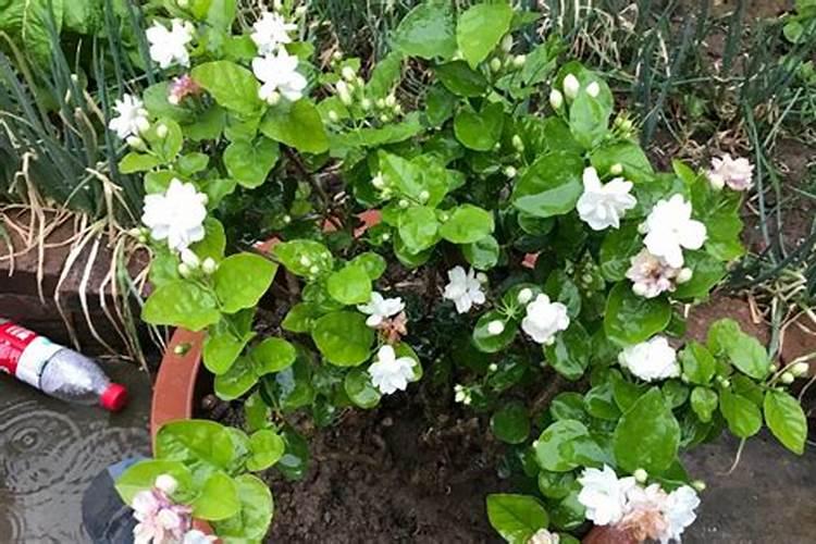茉莉花在打花苞能施肥