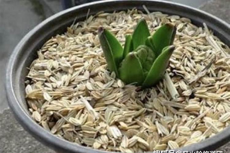绿萝施什么肥好