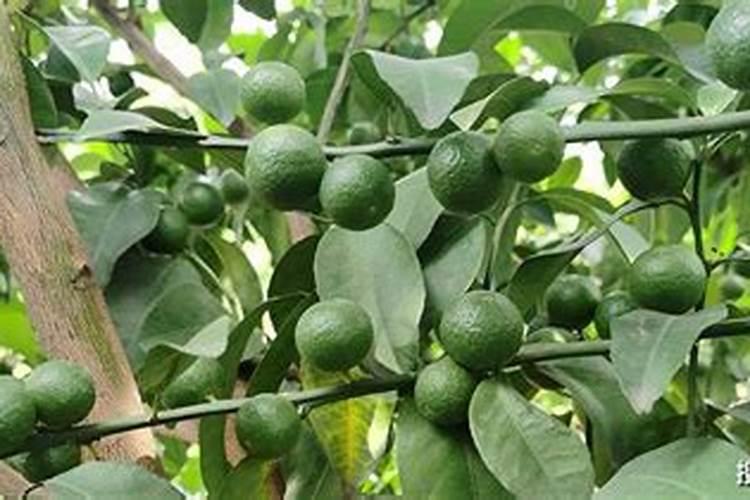 彭果最快的肥料是什么