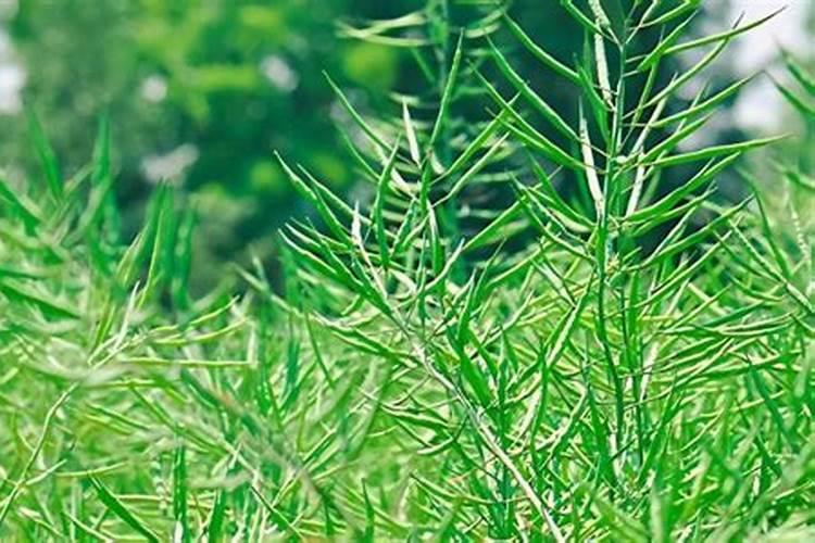 农历六,七月兰花能移植吗