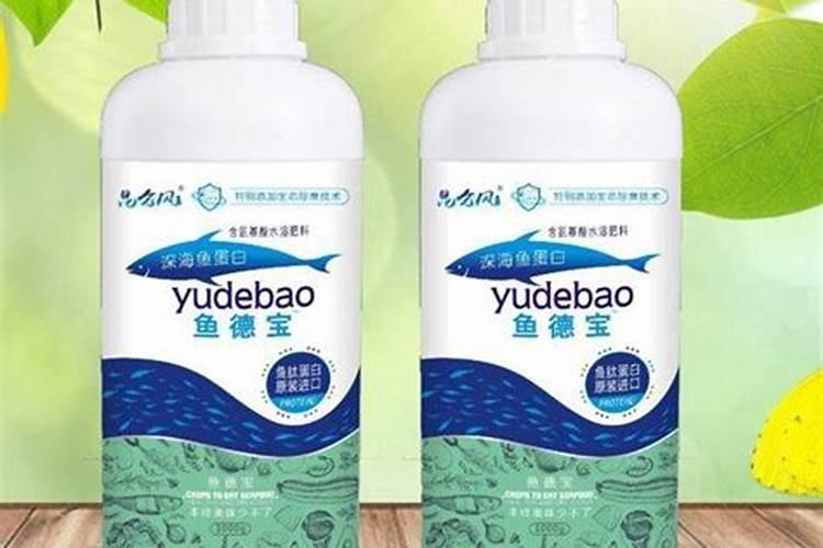 粽子叶是什么植物的叶子