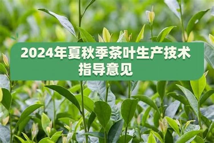 茶叶施肥用尿素行不行 什么时间施肥好