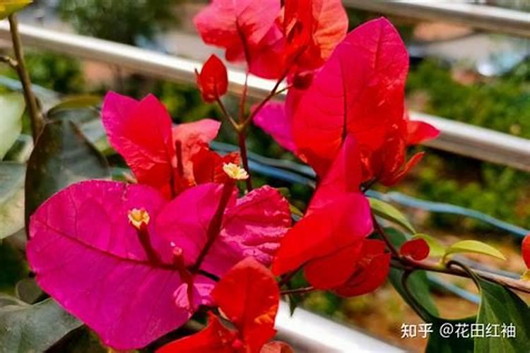 玉米打药的效果在除草前,还是苗前或者苗后的效果比较好？