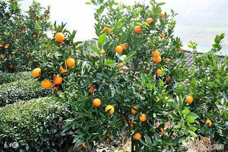 沙糖桔引起菠萝果了还可以喷钾叶面肥吗？