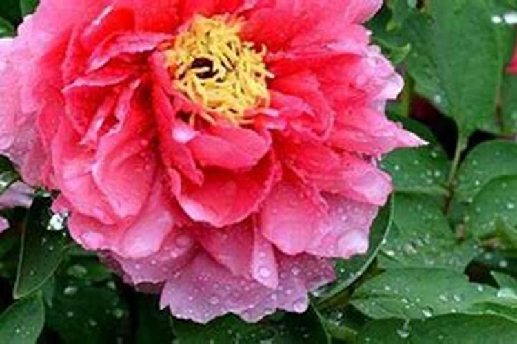 牡丹施肥用什么肥料合适,种植牡丹花四大高效肥料