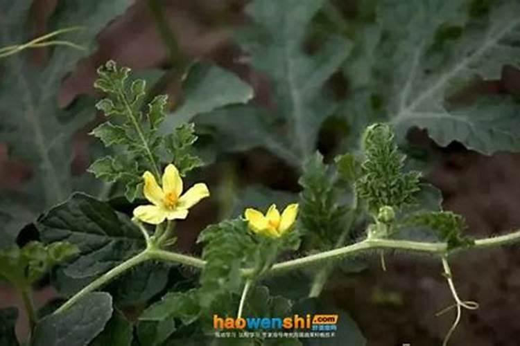 西瓜追肥用什么肥料 西瓜的种植方法