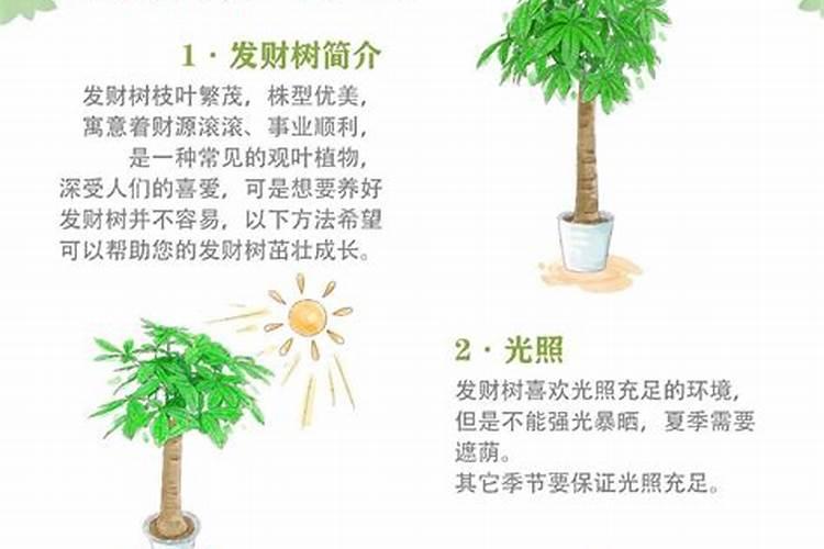 发财树叶子变黄,怎么办？