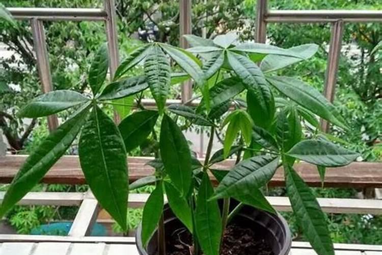 西瓜可以用芸苔素加磷酸二氢钾加多菌灵一起使用能吗？