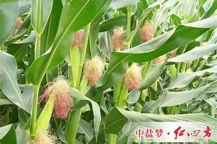 水溶肥怎么用效果好