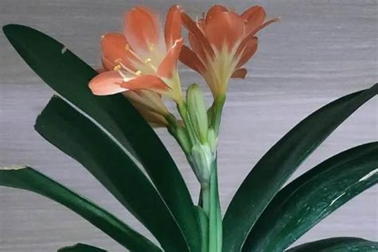 中国种业高产白爪子(南爪)种植技术乃产量？
