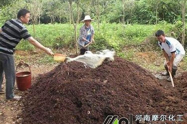 肥儿茶的功效与作用