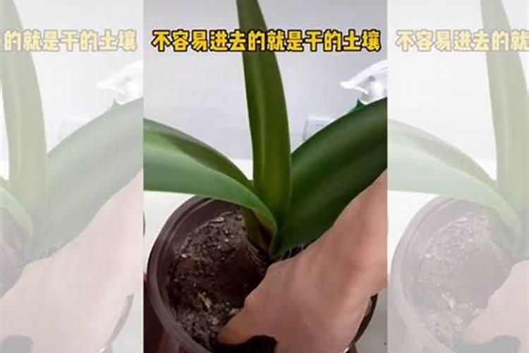 葱兰种球的栽培