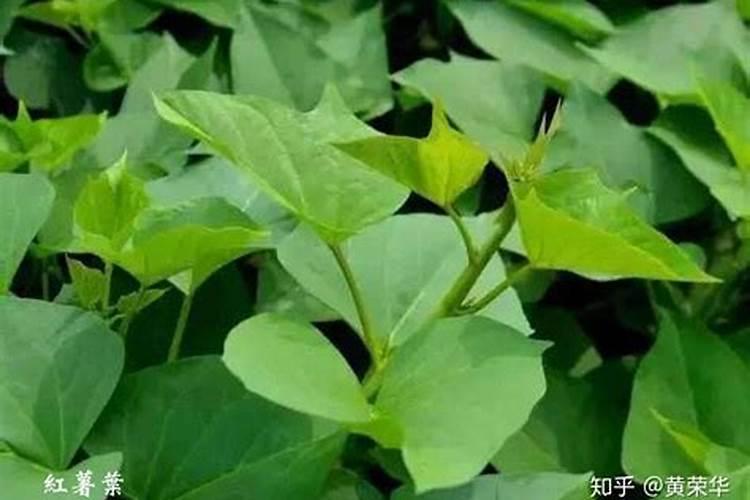 红薯叶面喷洒纯钾肥的比例是多少？