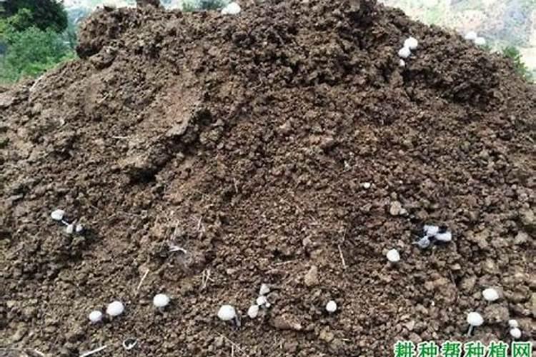 菠菜施肥用什么肥料