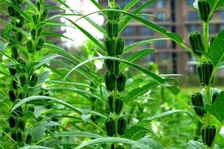 梨树花期打钼打硼好吗？
