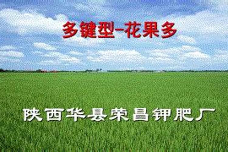 撒完复合肥后持续下雨怎么办