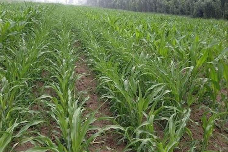 牧草甜高梁苗后用什么除草剂？