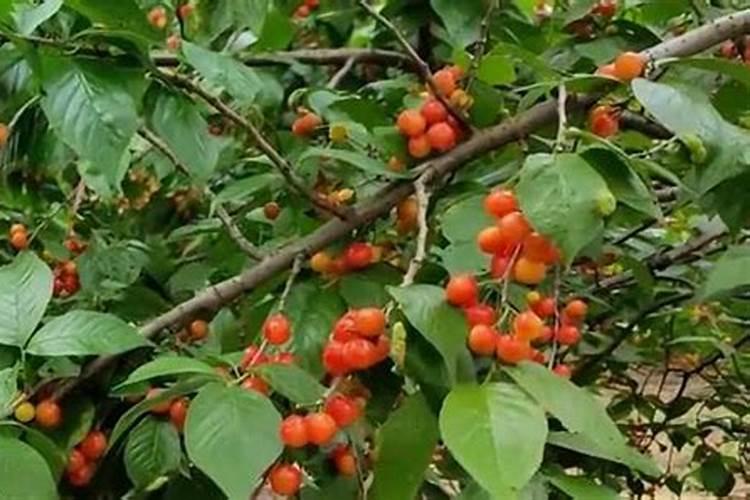 给花施肥用什么肥料