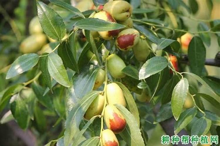 枣树施肥时间