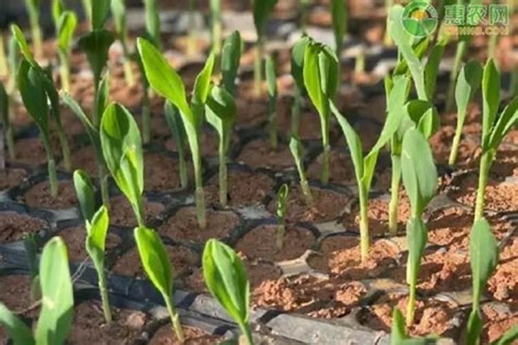 玉米扬花期能打叶面肥吗