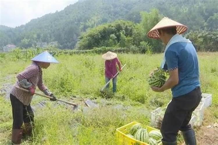 壮秧剂可以用来种玉米拌肥吗？