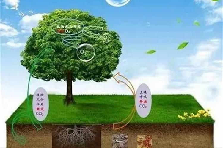 草木灰种菜的正确使用方法