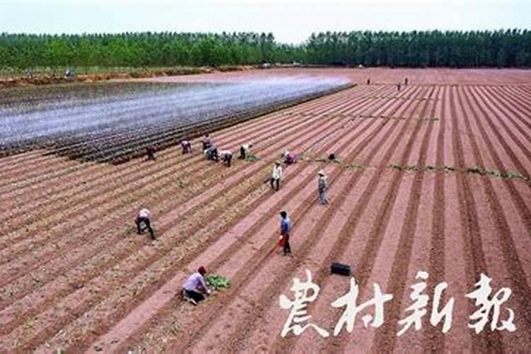 菜苗什么时候施肥合适