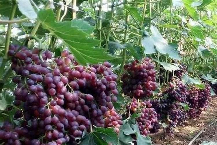 黄瓜浇什么肥料合适
