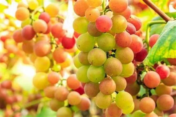 葡萄施什么肥 种植葡萄需要施加什么肥料