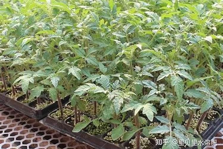 矿源黄腐酸钾哪个厂家好