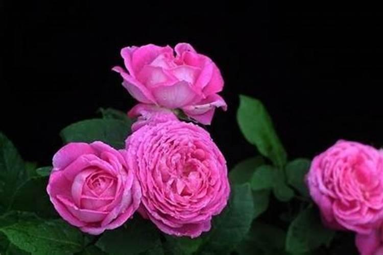枯草芽孢杆菌灌根用量