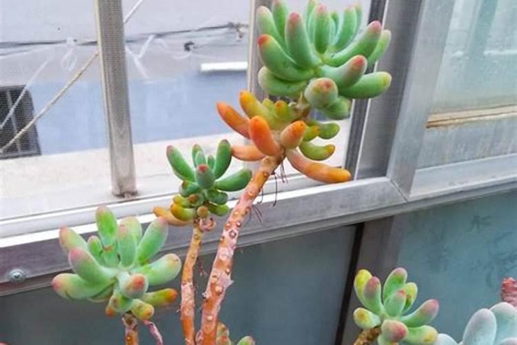 多肉施肥用什么肥料长得壮,多肉植物施什么肥料最合适