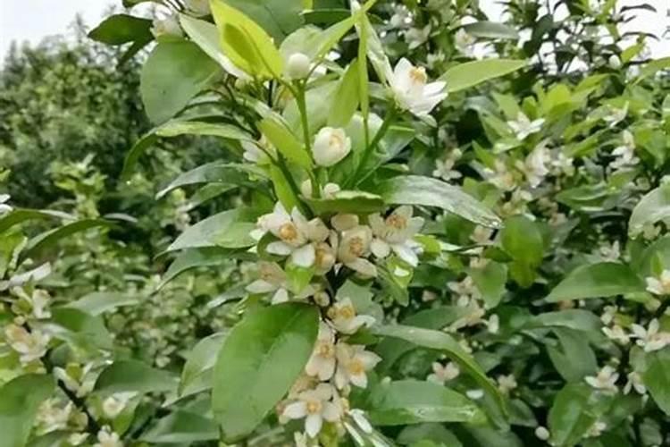种植山药豆洗山药苗用追肥吗