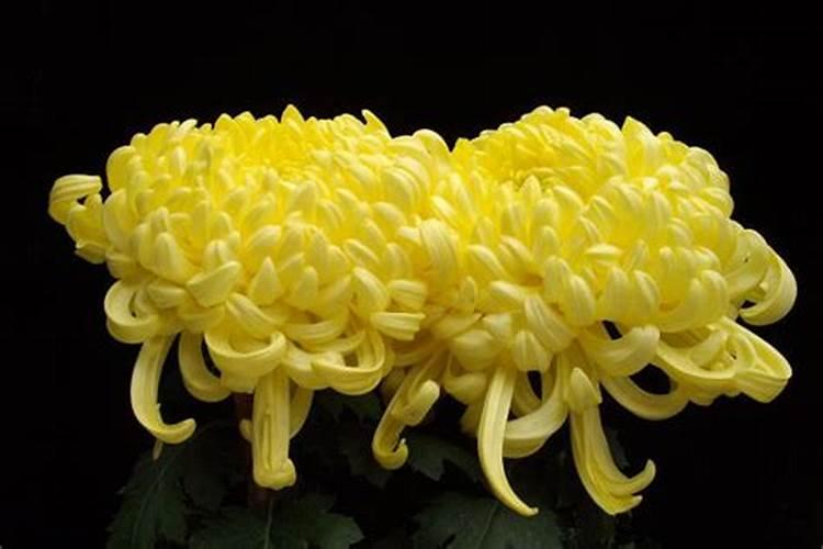 菊花开花期间怎么浇水和施肥