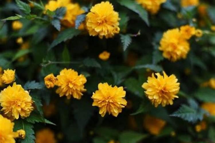 菊花开花期间怎么浇水和施肥