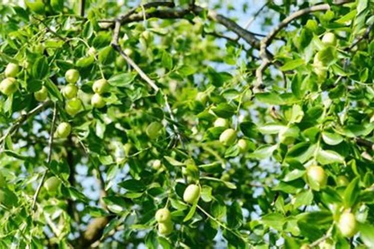 请问冬枣谢花后怎么施肥防病防虫