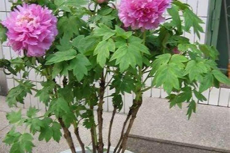 桑叶牡丹肥上多了叶子有点黄了怎么补救