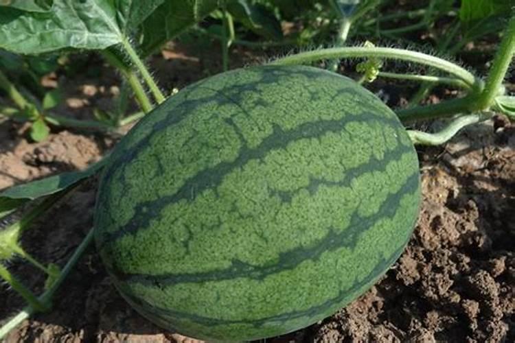 花盆种菜怎么施肥 花盆种菜如何施肥