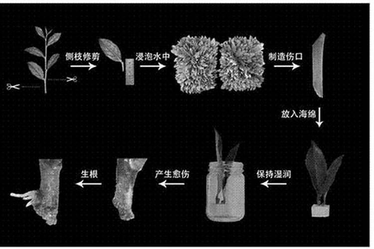 茶叶叶面肥怎样施用才好