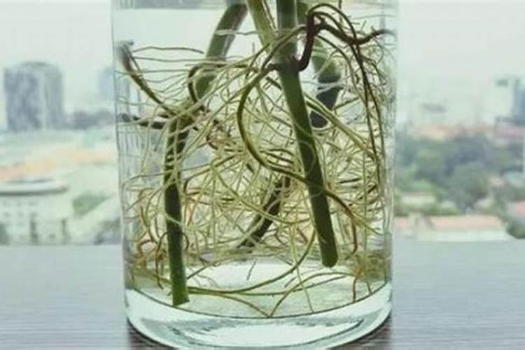 移植了一个多月的茶花苗开始长出新芽了可以施肥了吗
