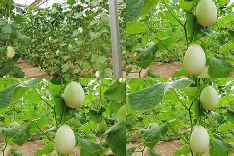 大棚甜瓜坐果以后用什么肥料？