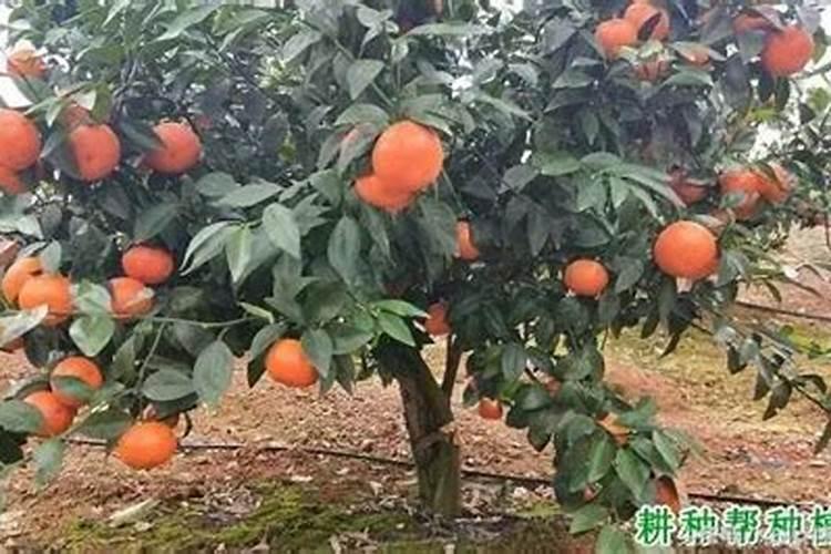 p2o5是什么元素肥料
