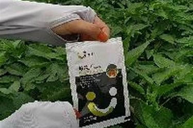 大豆叶面肥喷施注意事项 大豆怎么施肥好