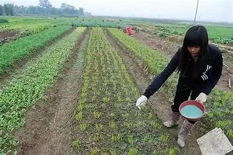 豆角僵苗用什么方法豆角僵苗的防治措施