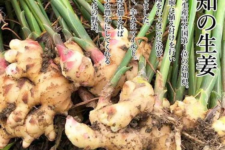 大姜用什么肥料最好