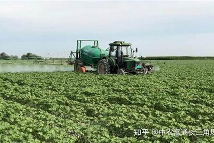 种菜用什么肥料做底肥好
