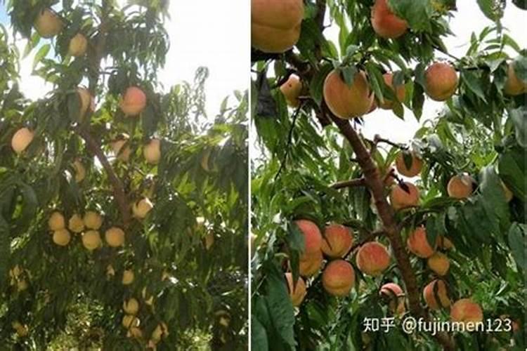 温室桃树升温后到果实采收前怎样进行土肥水管理？