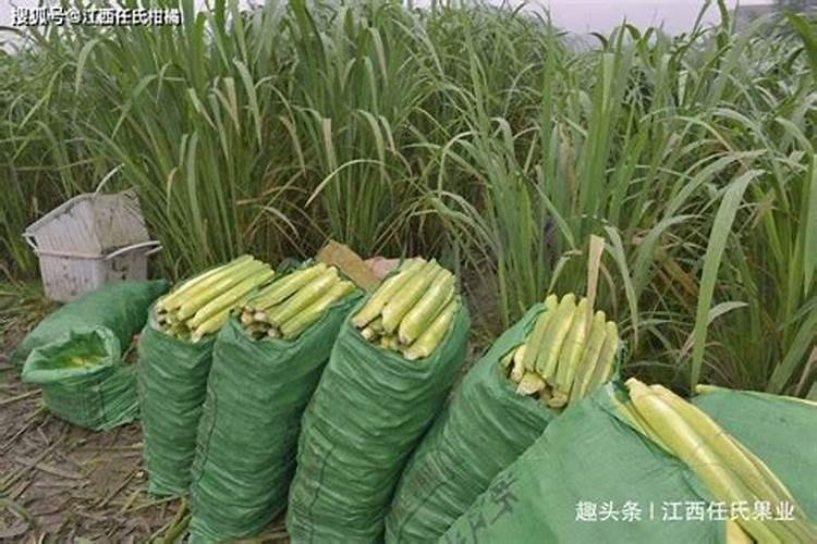 怎样自制磷肥和钾肥