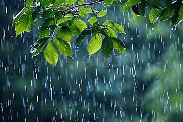 月季下雨天能淹几小时？