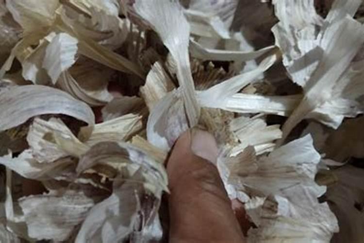 果岭草一般什么时候种 播种后几天出苗